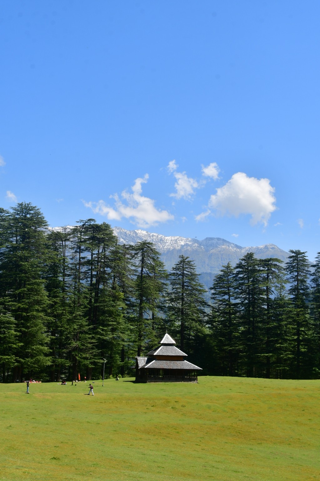 Cedar forest and meadow with Himalayan mountains